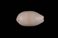 藏品(雨絲寶螺)的圖片